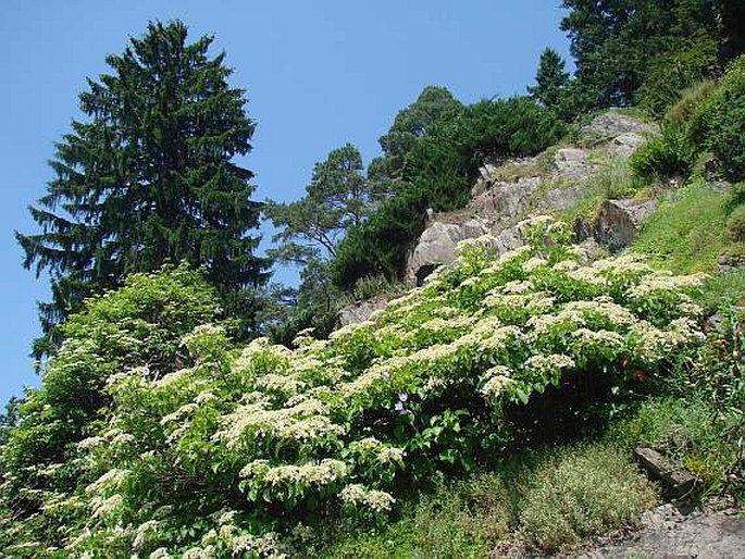 Hydrangea petiolaris