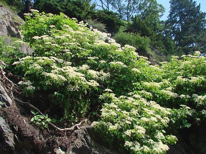 Hydrangea petiolaris