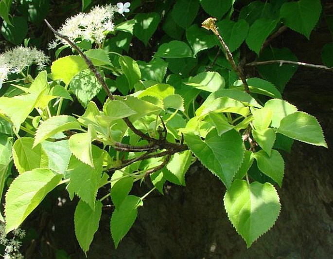 Hydrangea petiolaris