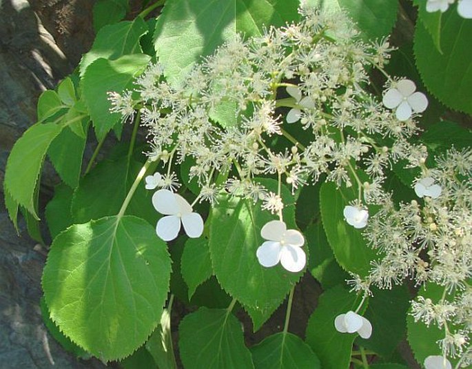 Hydrangea petiolaris