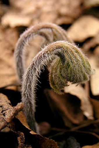 Hydrastis canadensis