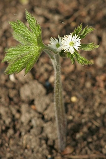 Hydrastis canadensis