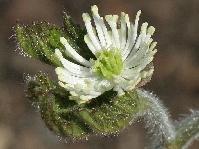 HYDRASTIS CANADENSIS L. - vodilka kanadská