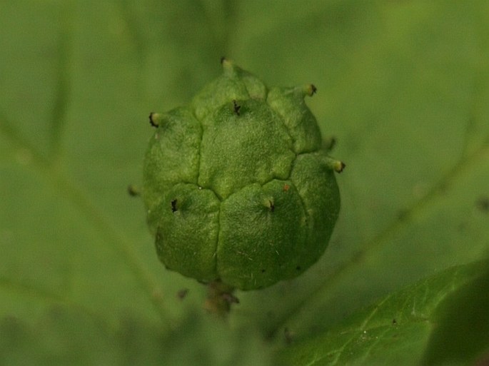 Hydrastis canadensis