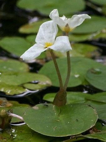 Hydrocharis morsus-ranae