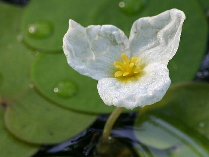 HYDROCHARIS MORSUS-RANAE L. - voďanka žabí / vodnianka žabia