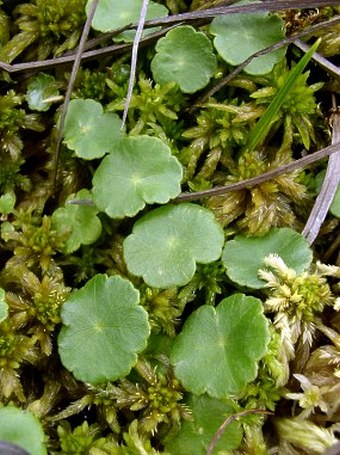 Hydrocotyle vulgaris