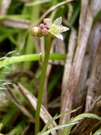 Hydrocotyle vulgaris