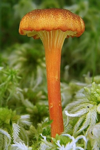 Hygrocybe coccineocrenata