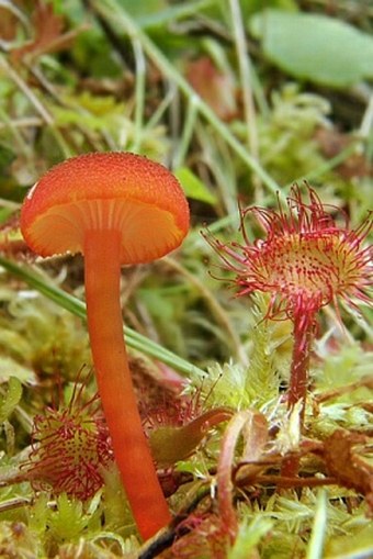 Hygrocybe coccineocrenata