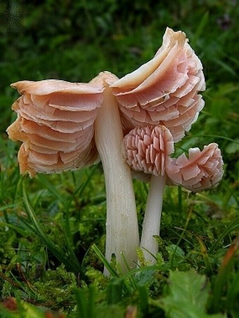 Hygrocybe calyptriformis