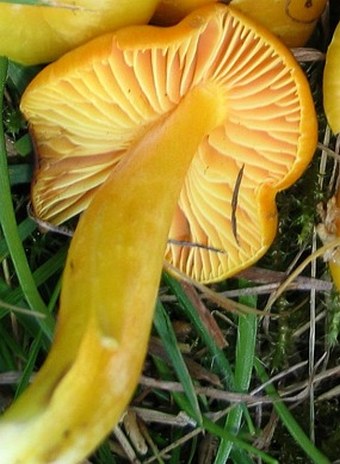 Hygrocybe chlorophana