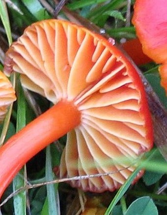 Hygrocybe coccinea