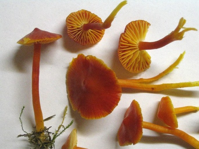 Hygrocybe coccinea