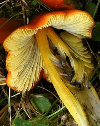 Hygrocybe conicea