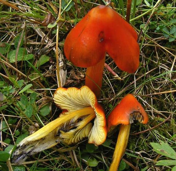 Hygrocybe conicea