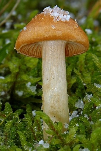 Hygrocybe pratensis