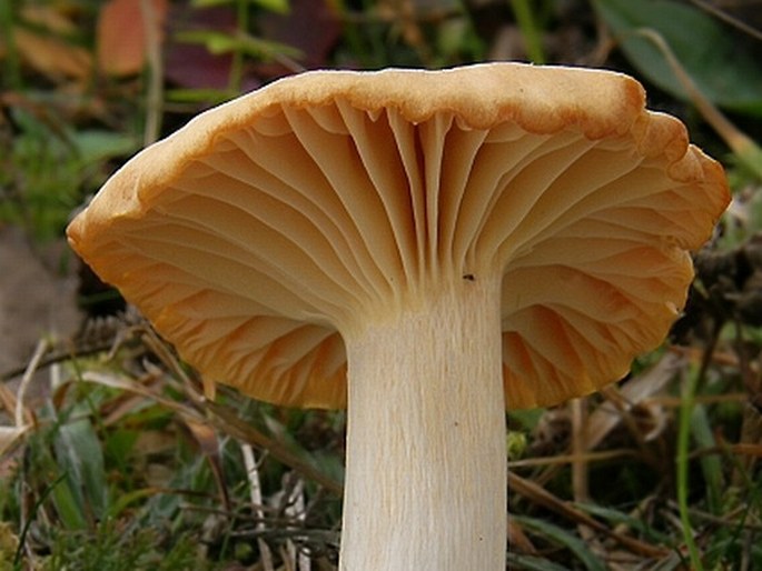 Hygrocybe pratensis