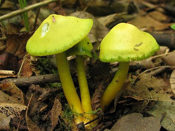 HYGROCYBE PSITTACINA (Schaeff.) P. Kumm. - voskovka papouščí / lúčnica žltozelená