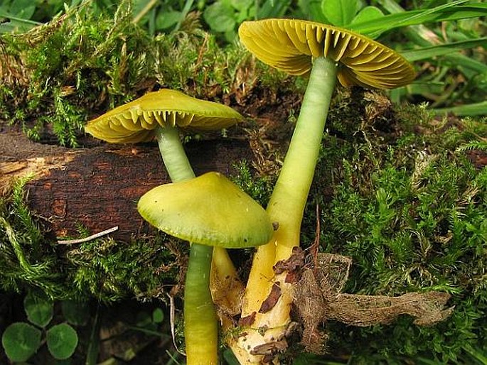 Hygrocybe psittacina