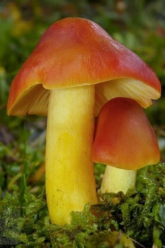 Hygrocybe punicea