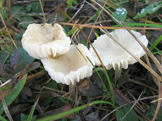 Hygrocybe virginea var. virginea