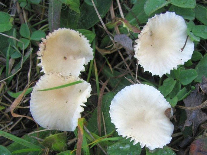 Hygrocybe virginea var. virginea