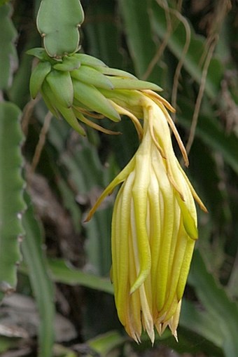 Hylocereus undatus