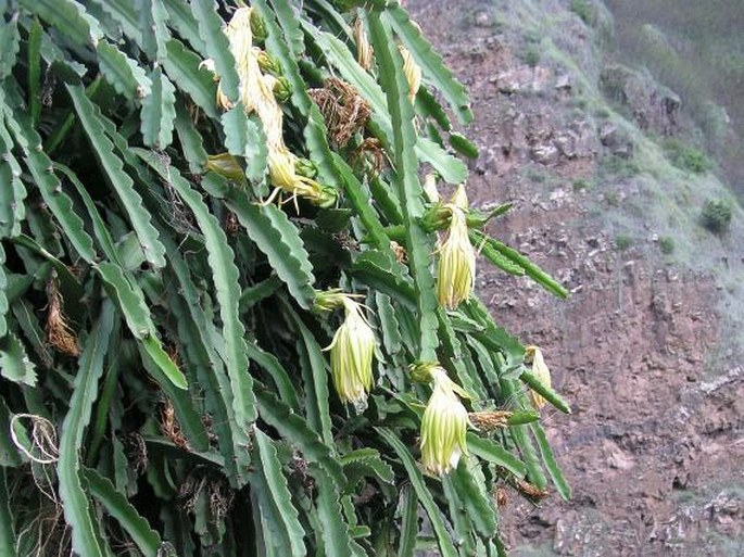 Hylocereus undatus