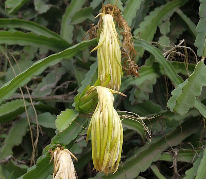 Hylocereus undatus