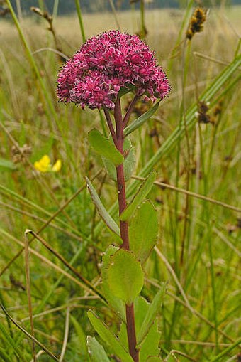 Hylotelephium telephium