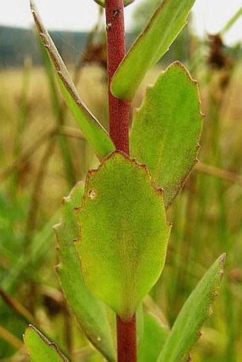 Hylotelephium telephium