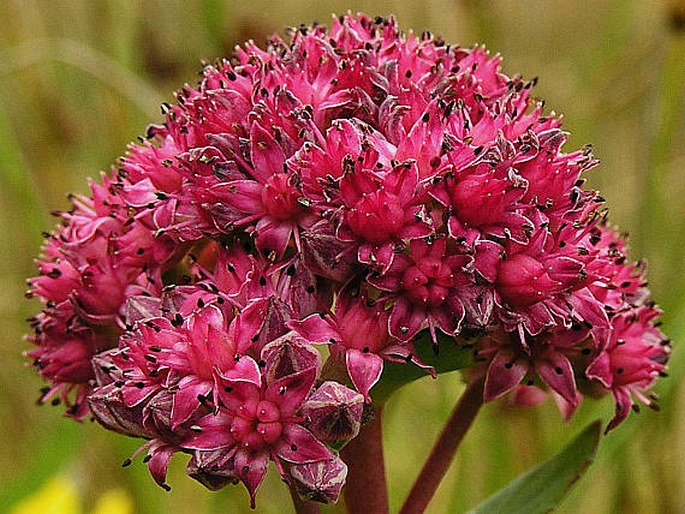 HYLOTELEPHIUM TELEPHIUM (L.) Ohba – rozchodník nachový / rozchodníkovec