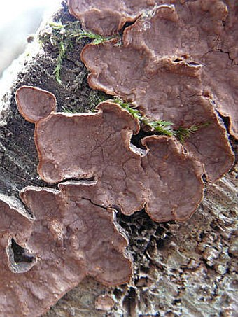 Hymenochaete rubiginosa