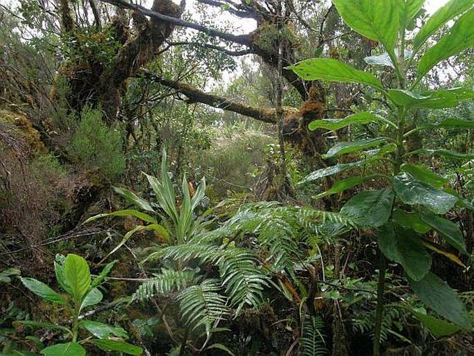 Hymenophyllum hirsutum