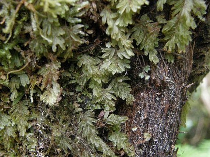 Hymenophyllum hirsutum