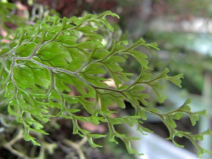 Hymenophyllum polyanthos