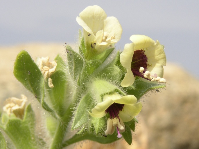 HYOSCYAMUS ALBUS L. – blín bílý / blen biely