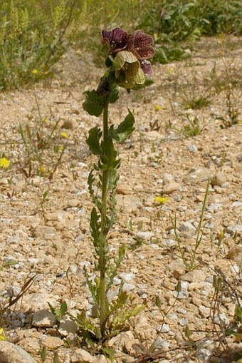 Hyoscyamus reticulatus