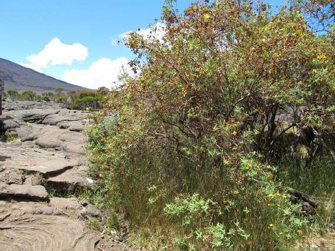 Hypericum lanceolatum subsp. angustifolium