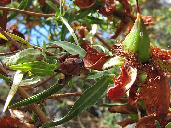 Hypericum lanceolatum subsp. angustifolium