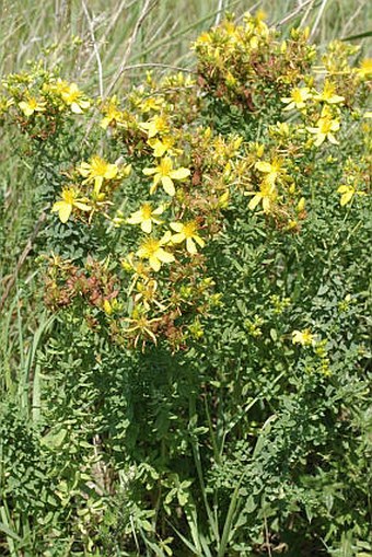 Hypericum perforatum