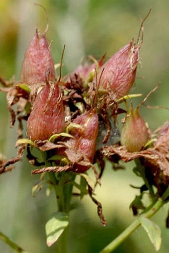 Hypericum perforatum