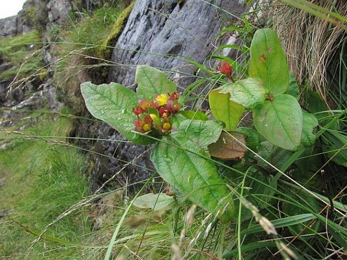 Hypericum androsaemum