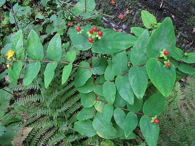 Hypericum androsaemum