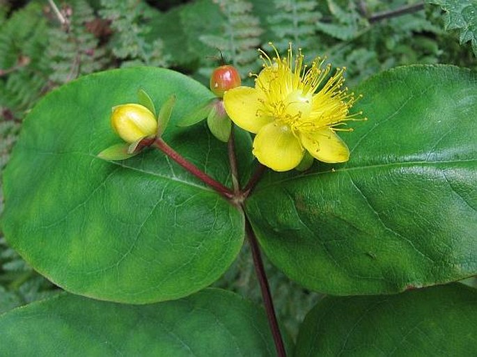 Hypericum androsaemum