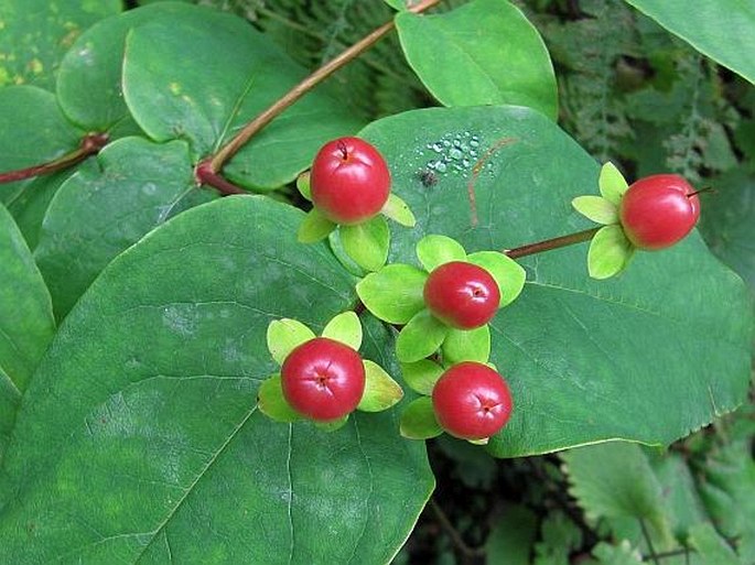 Hypericum androsaemum