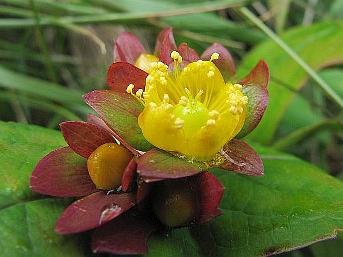 Hypericum androsaemum