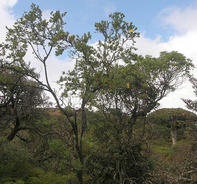 Hypericum balfourii