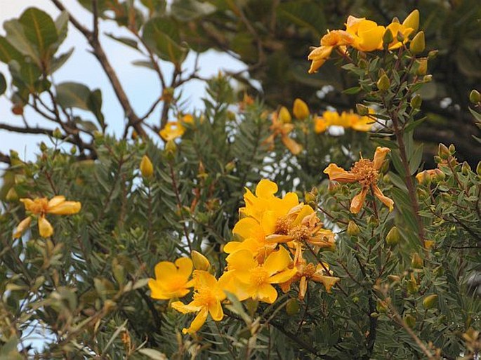 Hypericum balfourii